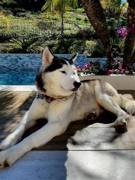 pet friendly hotels in rancho cucamonga|THE 5 BEST Pet Friendly Hotels in Rancho Cucamonga.